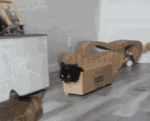 cat-funny-cat-memes (1).gif